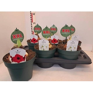 Hippeastrum gemengd 4 soorten