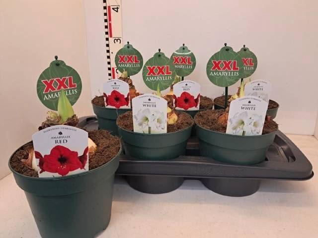 <h4>Hippeastrum gemengd 4 soorten</h4>