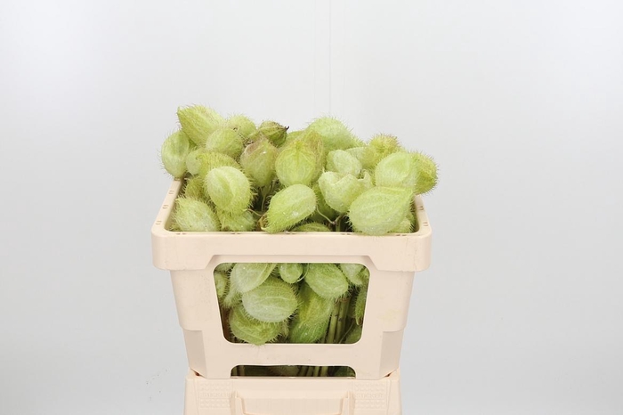 <h4>Asclepia Moby Dick</h4>