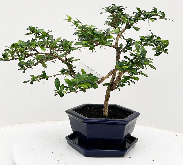 <h4>Carmona macrophylla, pot 19 cm , height 40 cm. with driptray. (single item)</h4>