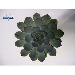 Echeveria Pulidonis Grey Cutflower