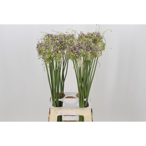 Allium Green Drops