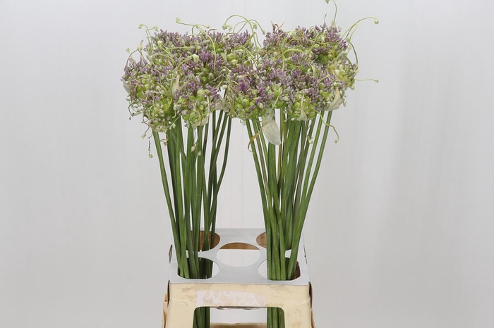<h4>Allium Green Drops</h4>