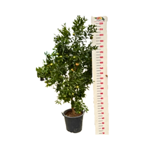 Citrus reticulata 'Clementine'