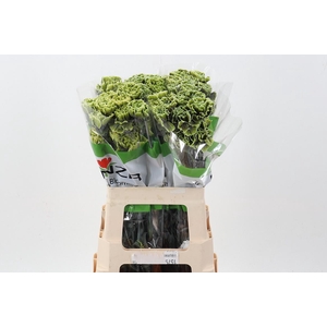 Di St Tinted GothicGreen