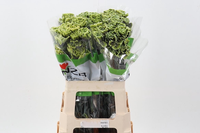 <h4>Di St Tinted GothicGreen</h4>