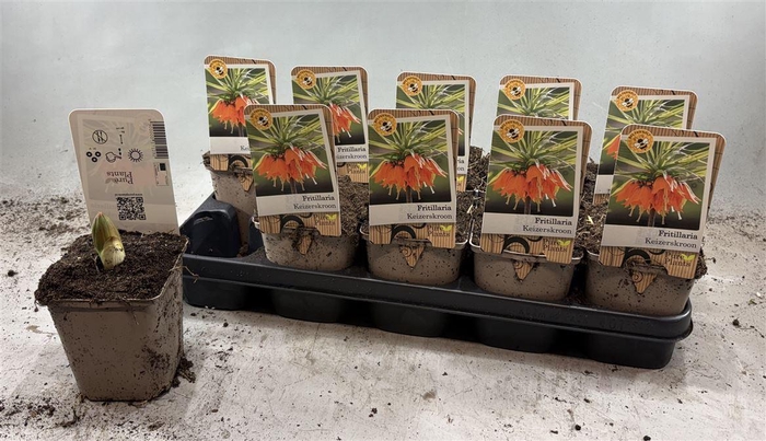 Fritillaria Ov Orange Red