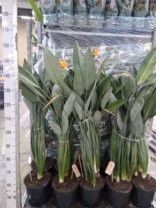 <h4>Strelitzia reg.</h4>