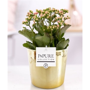 Kalanchoe pink in P&PURE Laryssa ceramics shiny gold