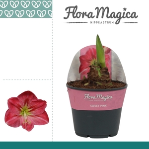 Amaryllis Sweet Pink 2 knop in Potkraag