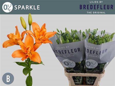 <h4>Li La Bf Sparkle</h4>