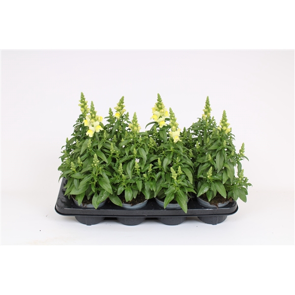 Antirrhinum Majus geel