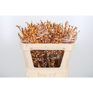 Ilex Golden Verboom
