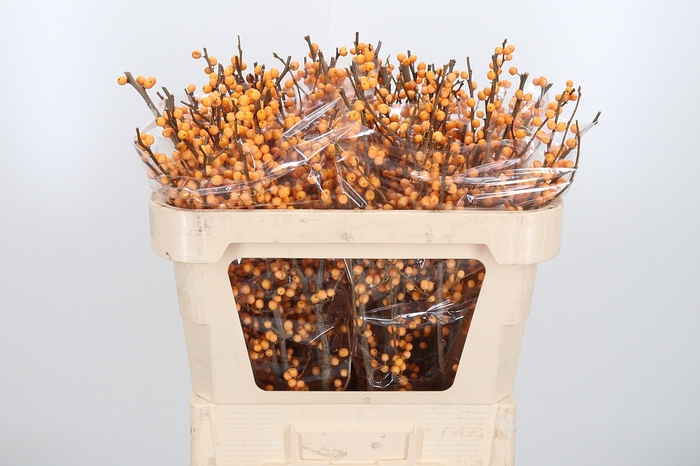 <h4>Ilex Golden Verboom</h4>