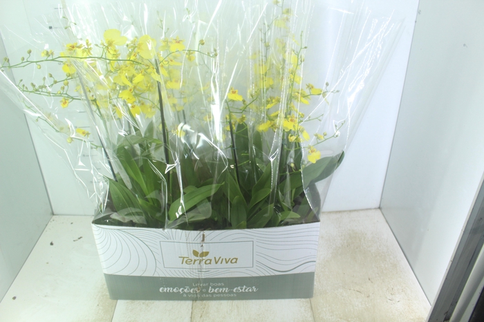 <h4>ONCIDIUM ALOHA P15</h4>