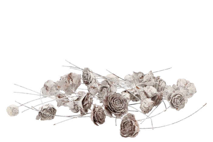 <h4>Nature Cedar Roses White On Wire P/50</h4>