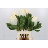 Protea Cyn. Ayoba Arctic Ice