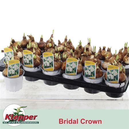 <h4>Narc D Bridal Crown</h4>