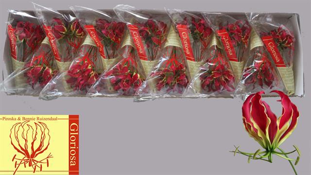 <h4>GLORIOSA ROTHSCHILD</h4>