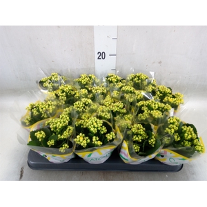 Kalanchoe blos. 'Calandiva Nolin'