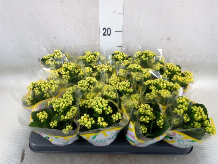 <h4>Kalanchoe blos. 'Calandiva Nolin'</h4>