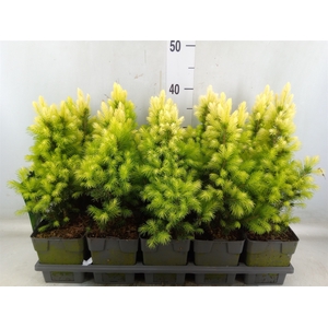 Picea glauca