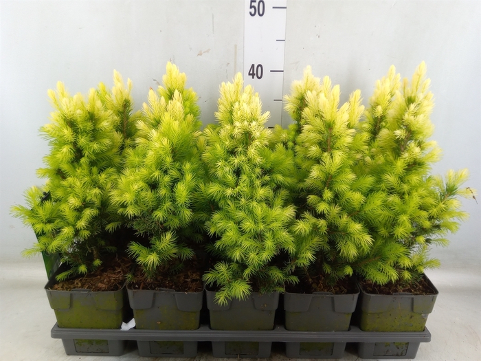 <h4>Picea glauca</h4>