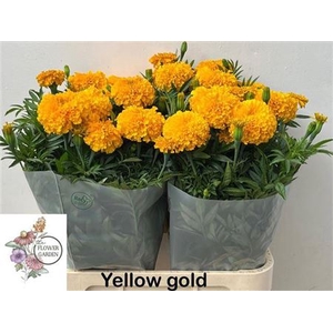 Tagetes E Co Yellow