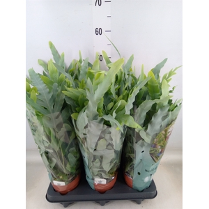 Phlebodium aureum 'Blue Star'