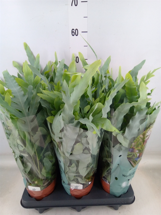 <h4>Phlebodium aureum 'Blue Star'</h4>