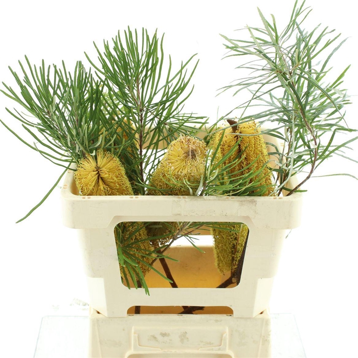 <h4>Banksia Collina X L</h4>