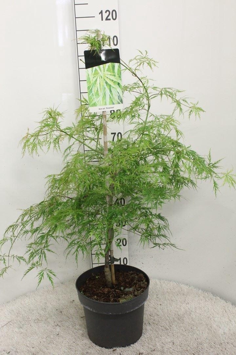 <h4>Acer palmatum 'Dissectum'</h4>