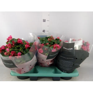 Begonia elat. EN 'Betulia Pink'
