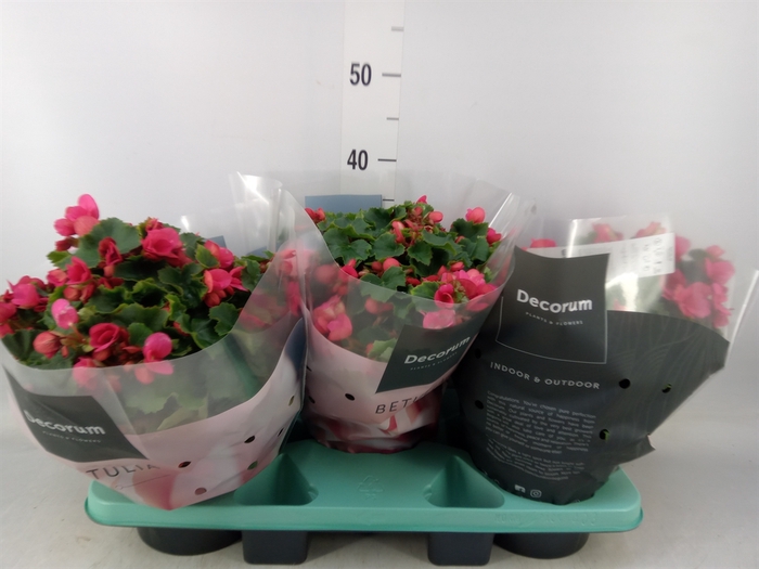 <h4>Begonia elat. EN 'Betulia Pink'</h4>