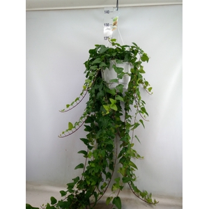 Hedera helix 'Mein Herz'