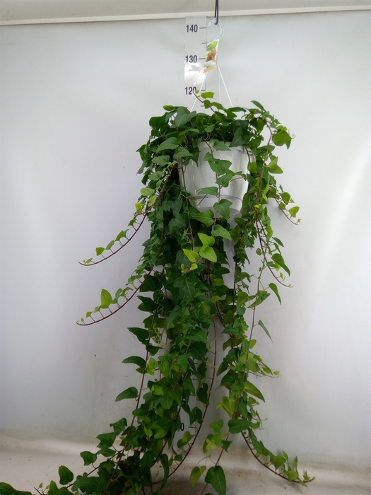 <h4>Hedera helix 'Mein Herz'</h4>