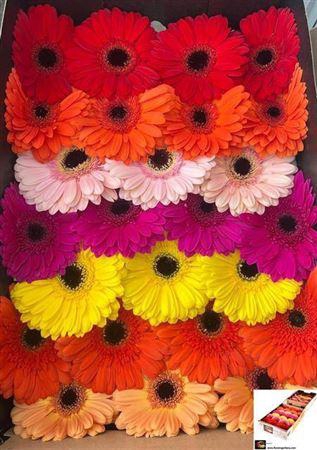 <h4>Ge Gr Op Rij Gem</h4>