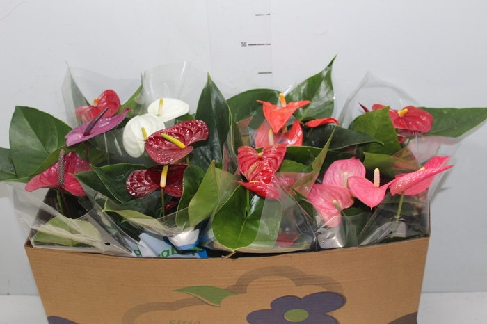 <h4>ANTHURIUM VARIADO P15</h4>