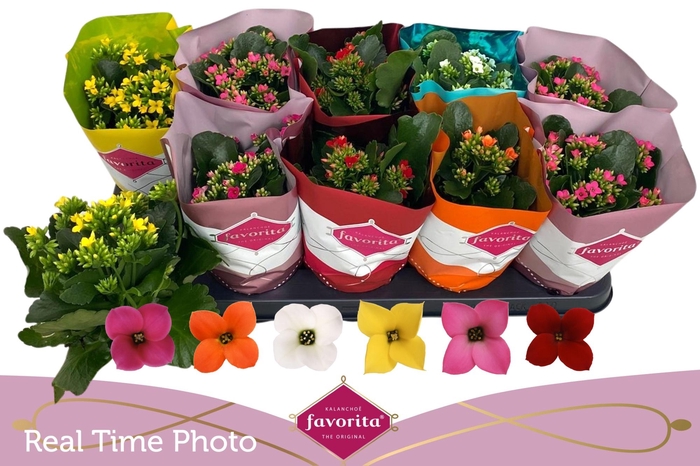 <h4>KAL EN GEM 6 KL</h4>