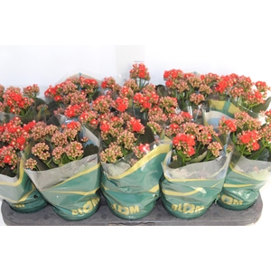 KALANCHOE DOBRADO P11 VERMELHO