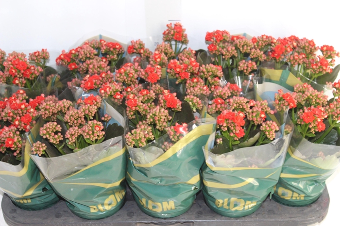 <h4>KALANCHOE DOBRADO P11 VERMELHO</h4>