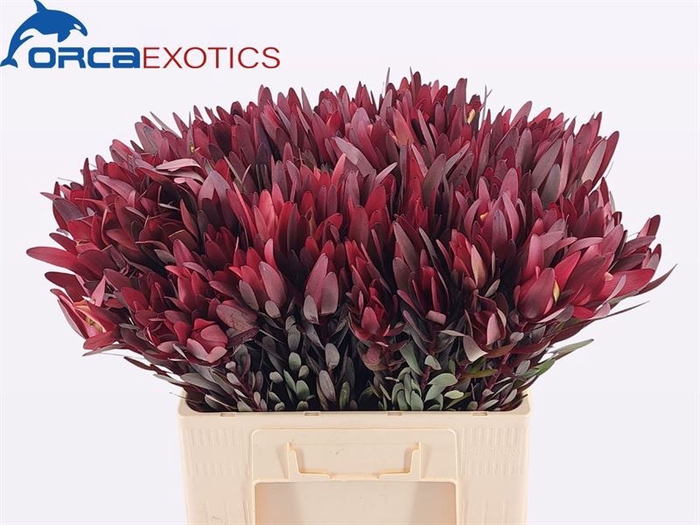 <h4>Leucadendron Safari Sunset</h4>