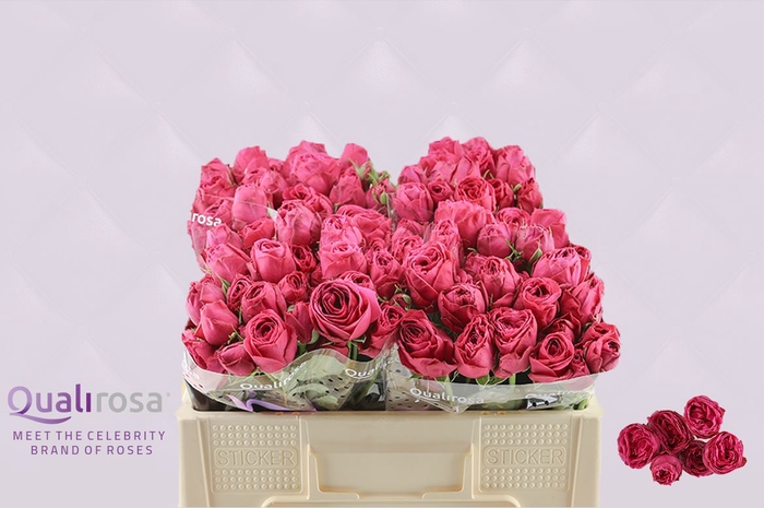 <h4>R Tr Hot Pink Lace</h4>