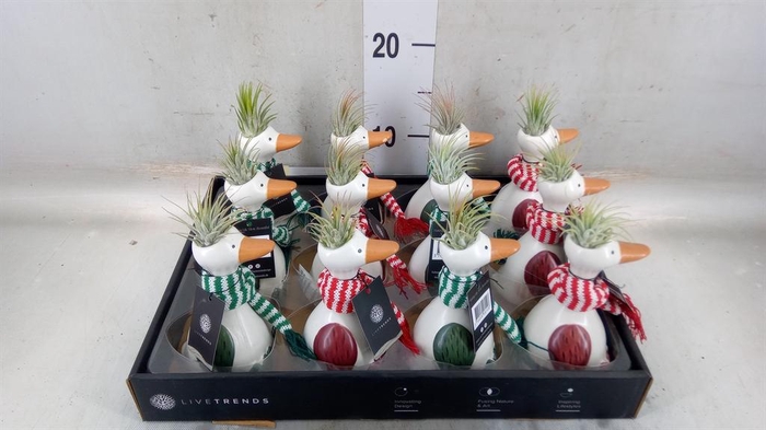 <h4>Arr.   Kamerplant Groen L%</h4>