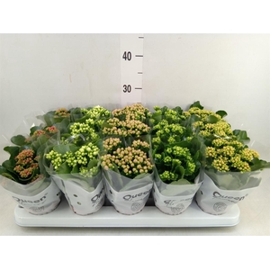 Kalanchoe blos.   ..rosebud mix  5