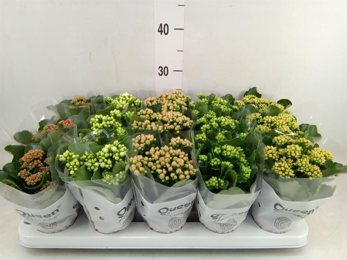 <h4>Kalanchoe blos.   ..rosebud mix  5</h4>