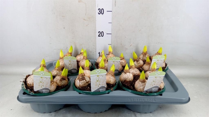 <h4>Hyacinthus orie. 'Pearl White'</h4>