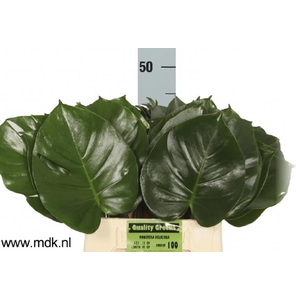 Monstera Leaf 45 cm MDK
