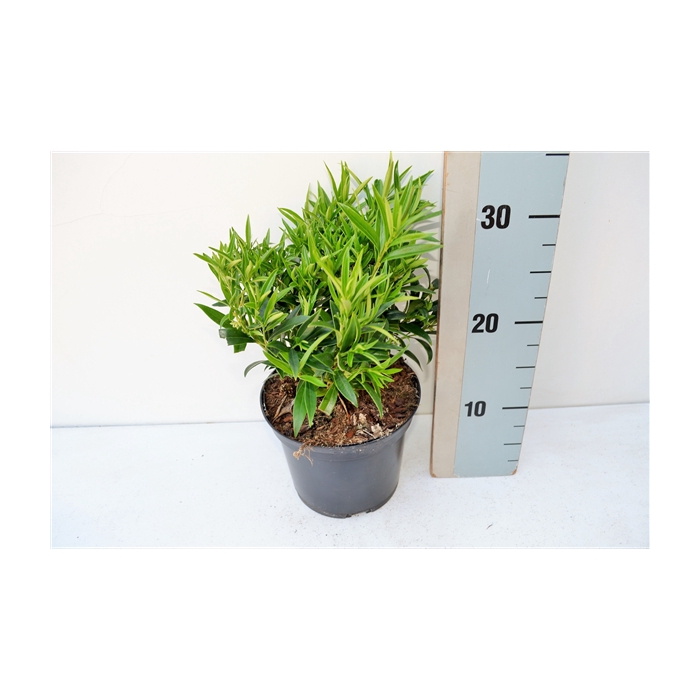 <h4>Sarcococca h Saligna</h4>