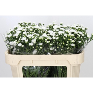Aster Pretty Wendy